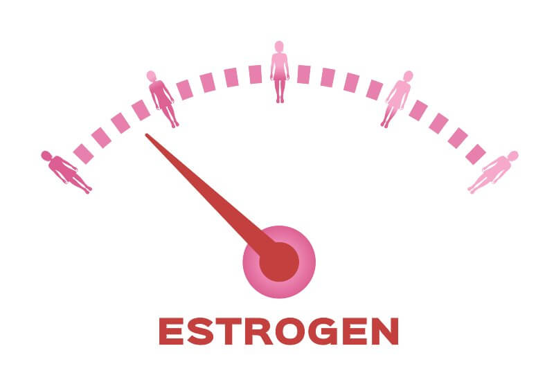 Estrogen hormone function