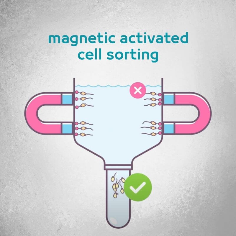 magnetic activated cell sorting