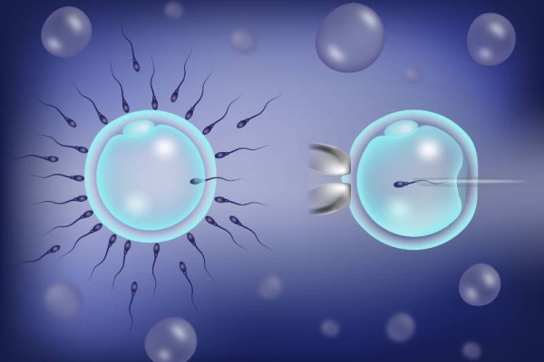 Is ICSI more successful than IVF? 