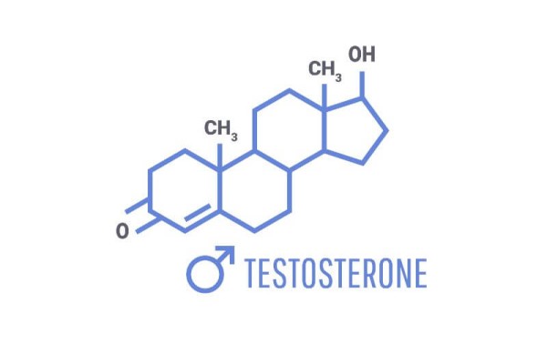 Testosterone hormone function in men