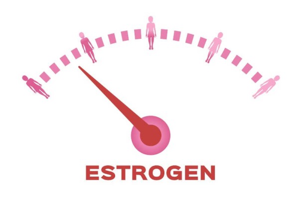 Estrogen hormone function